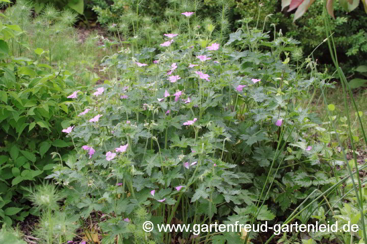 Geranium x oxonianum `Claridge Druce´ – Oxford-Storchschnabel