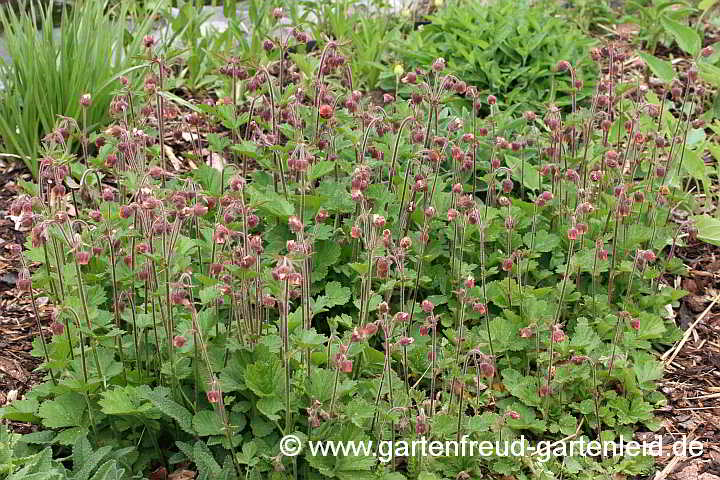  Geum rivale – Bach-Nelkenwurz, Ufer-Nelkenwurz