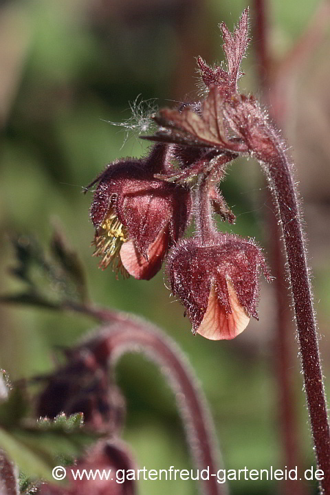  Geum rivale – Bach-Nelkenwurz, Ufer-Nelkenwurz