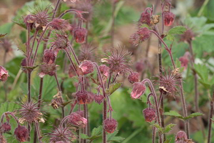  Geum rivale – Bach-Nelkenwurz, Ufer-Nelkenwurz