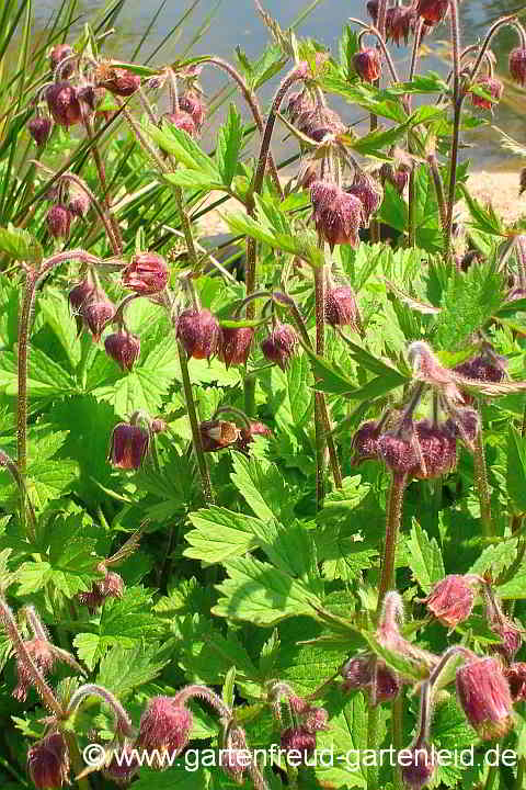 Geum rivale – Bach-Nelkenwurz, Ufer-Nelkenwurz