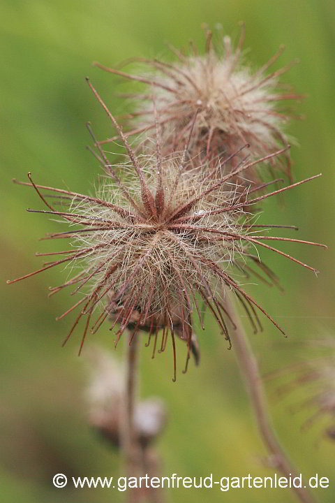  Geum rivale – Bach- bzw. Ufer-Nelkenwurz, Samenstände