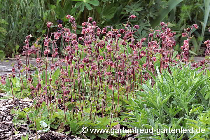 Geum rivale – Bach-Nelkenwurz, Ufer-Nelkenwurz