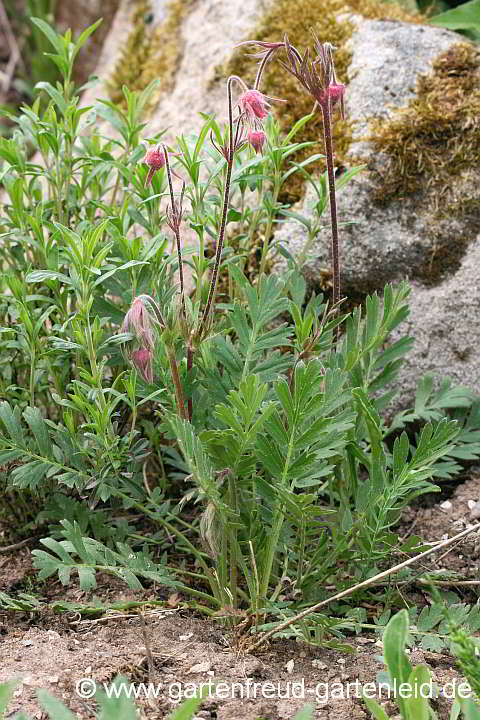 Geum triflorum – Prärie-Nelkenwurz, Dreiblütige Nelkenwurz