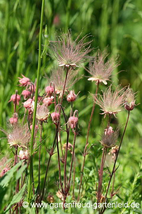 Geum triflorum – Prärie-Nelkenwurz, Dreiblütige Nelkenwurz, Blüten und Samenstände