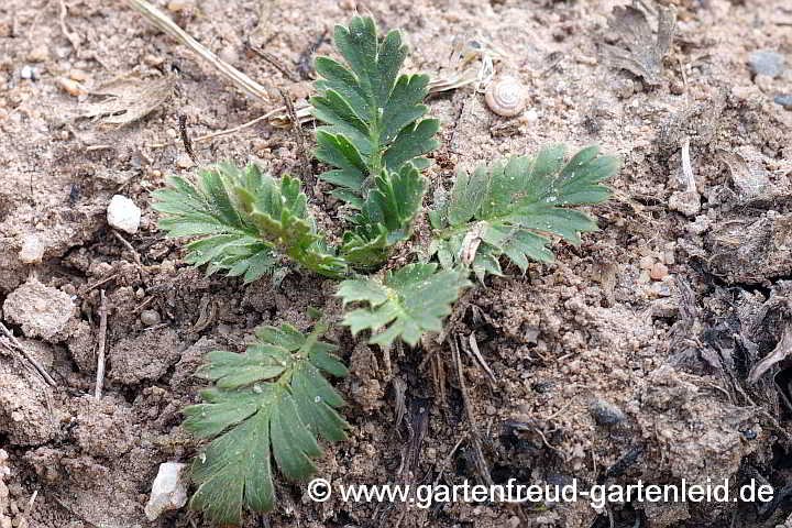 Geum triflorum (Prärie-Nelkenwurz, Dreiblütige Nelkenwurz) – Blattrosette/Austrieb