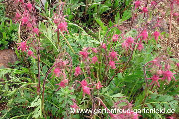 Geum triflorum – Prärie-Nelkenwurz, Dreiblütige Nelkenwurz