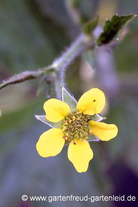 Geum urbanum – Echte Nelkenwurz, Blüte