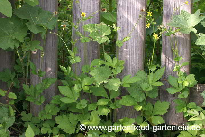  Geum urbanum – Echte Nelkenwurz