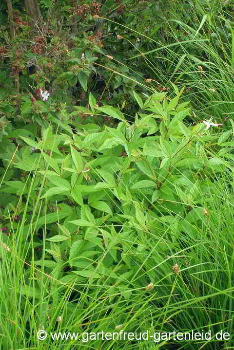 Gillenia trifoliata – Nördliche Dreiblattspiere