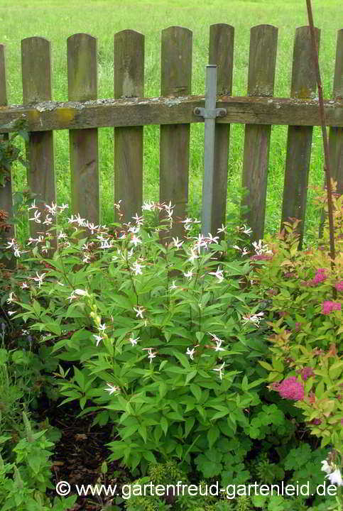 Gillenia trifoliata – Nördliche Dreiblattspiere