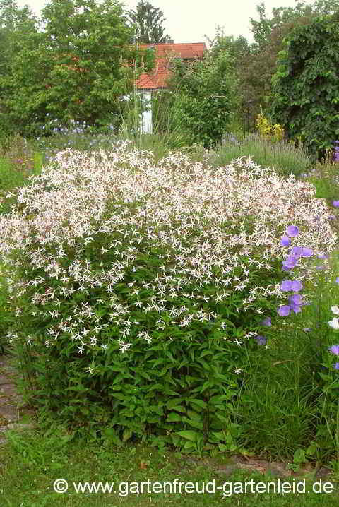 Gillenia trifoliata – Nördliche Dreiblattspiere