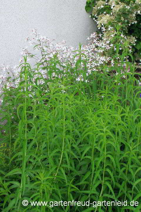 Gillenia trifoliata – Nördliche Dreiblattspiere