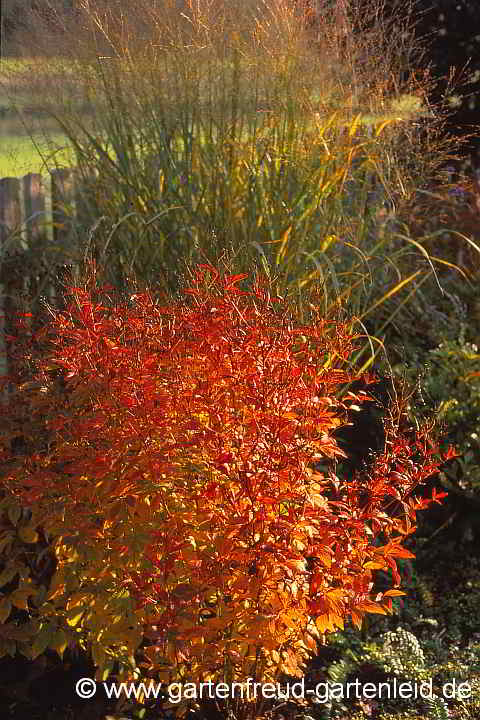 Gillenia trifoliata mit Panicum virgatum – Dreiblattspiere mit Rutenhirse