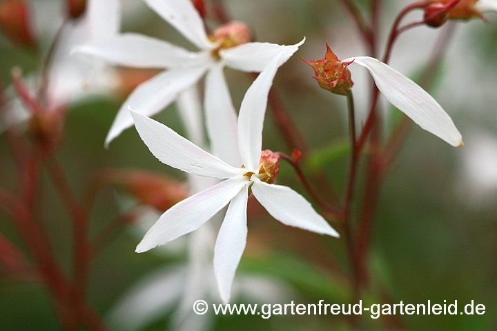  Gillenia trifoliata – Nördliche Dreiblattspiere, Blüte