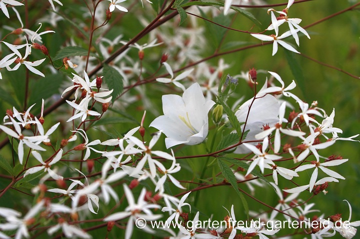 Gillenia trifoliata mit weißer Campanula persicifolia