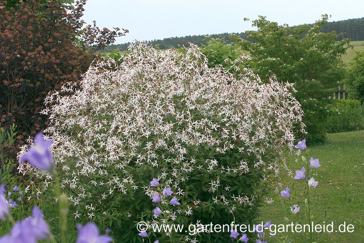 Gillenia trifoliata (Dreiblattspiere) mit Campanula persicifolia (Pfirsichblättrige Glockenblume)