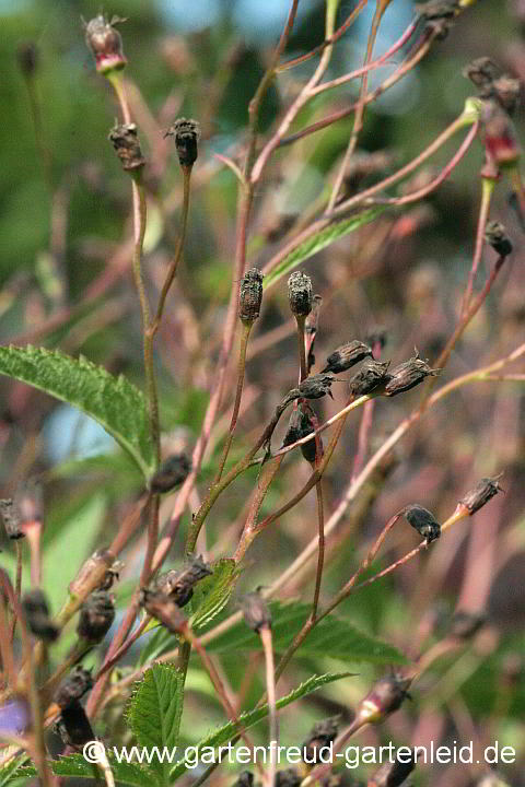 Gillenia trifoliata – Dreiblattspiere, Fruchtstände