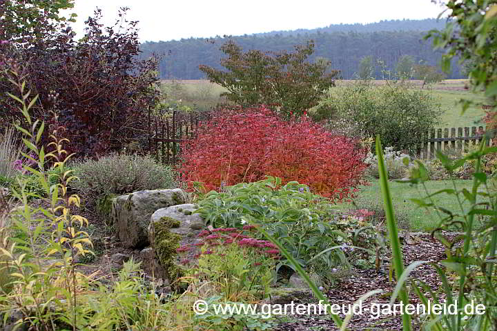  Gillenia trifoliata – Nördliche Dreiblattspiere im herbstlichen Garten