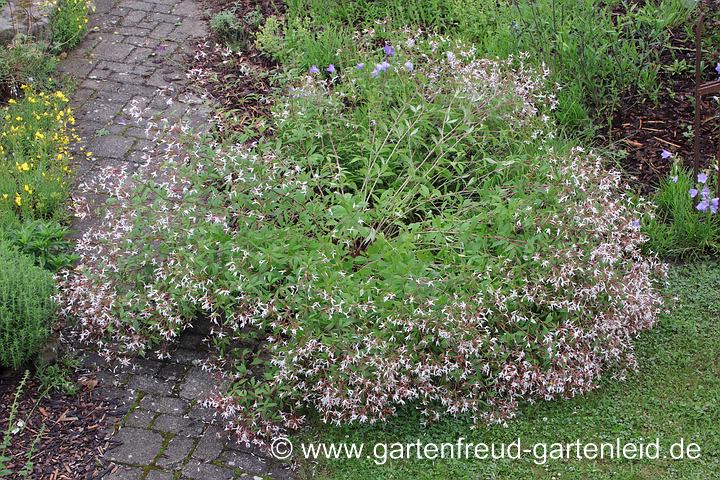 Gillenia trifoliata – Nördliche Dreiblattspiere
