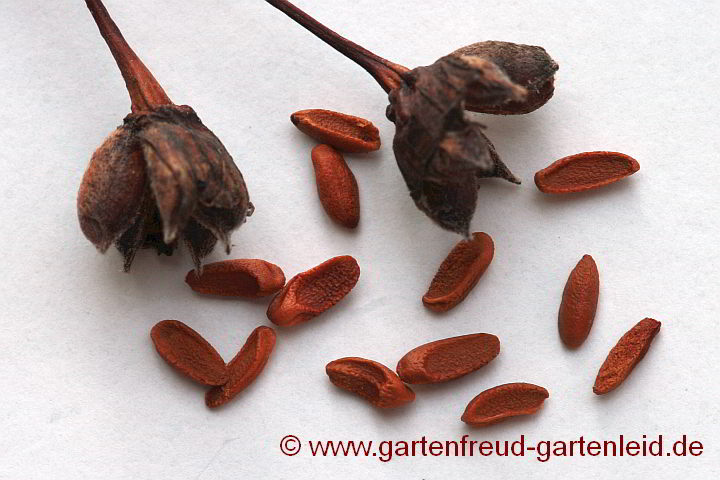 Gillenia trifoliata – Nördliche Dreiblattspiere, Samen