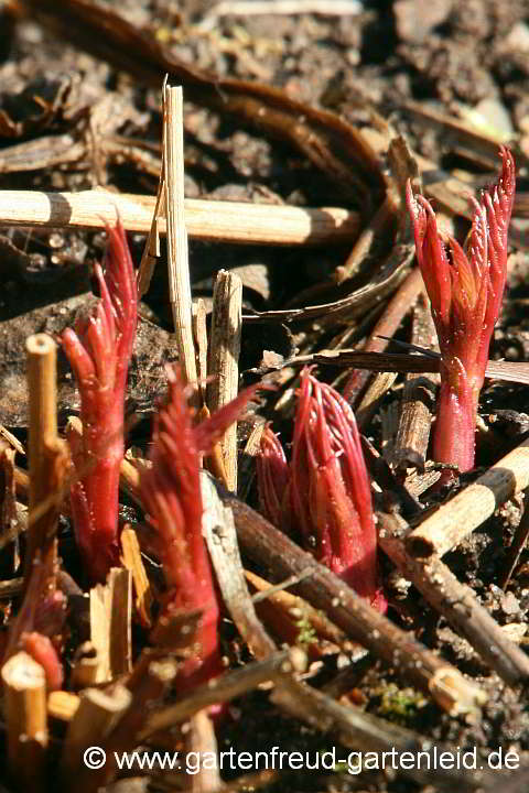 Gillenia trifoliata – Nördliche Dreiblattspiere, Austrieb
