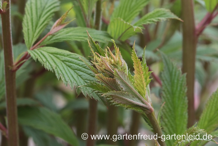  Gillenia trifoliata – Dreiblattspiere, junger Trieb