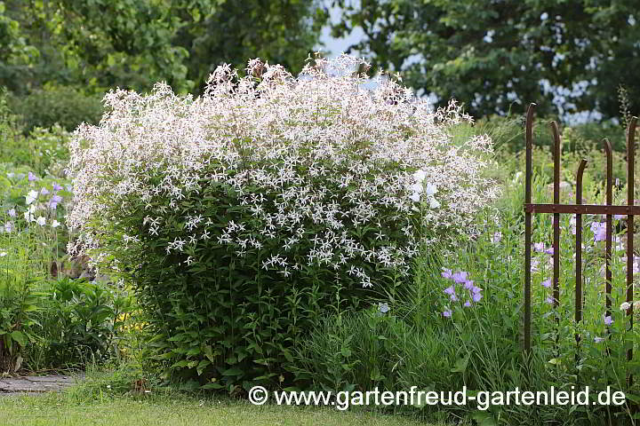 Gillenia trifoliata – Nördliche Dreiblattspiere