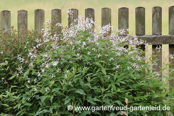  Gillenia trifoliata – Nördliche Dreiblattspiere