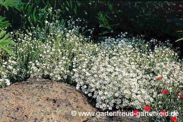 Gypsophila repens – Teppich-Schleierkraut, Kriechendes Gipskraut