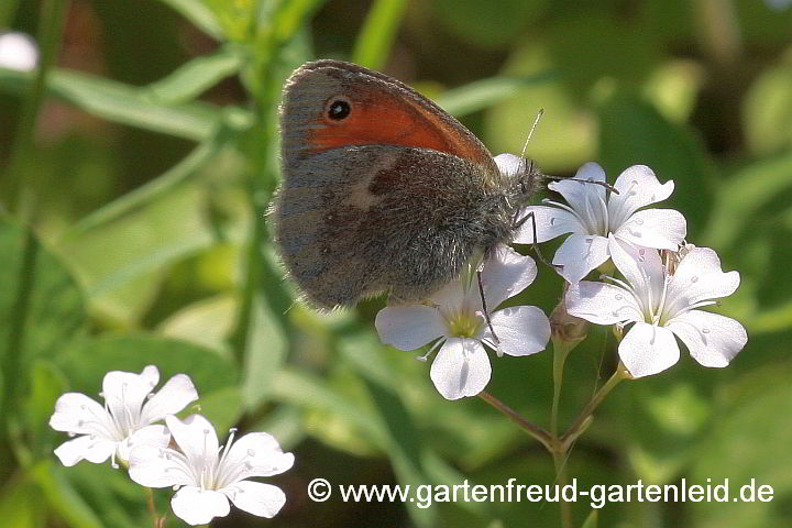 Gypsophila repens – Teppich-Schleierkraut, Kriechendes Gipskraut