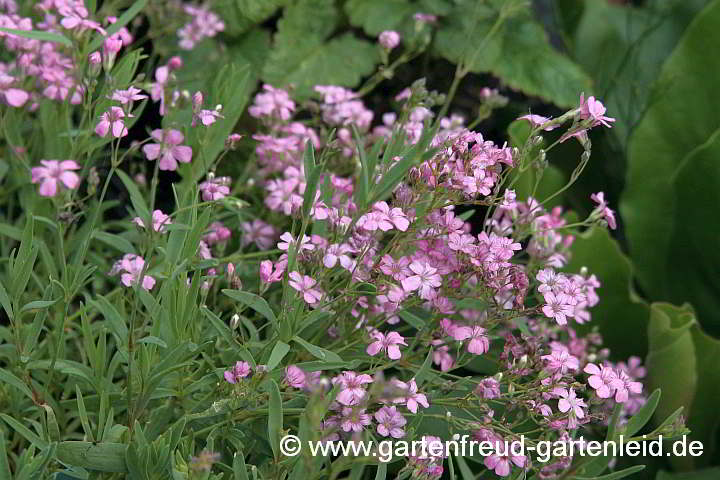 Gypsophila repens – Teppich-Schleierkraut, Kriechendes Gipskraut