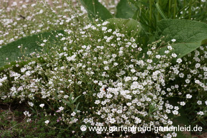 Gypsophila repens – Teppich-Schleierkraut, Kriechendes Gipskraut