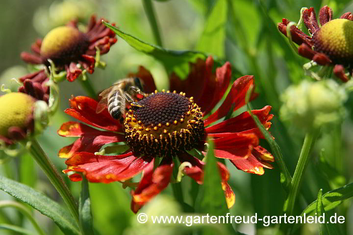 Helenium autumnale – Sonnenbraut mit Honigbiene