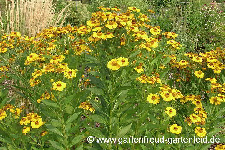 Helenium autumnale – Sonnenbraut