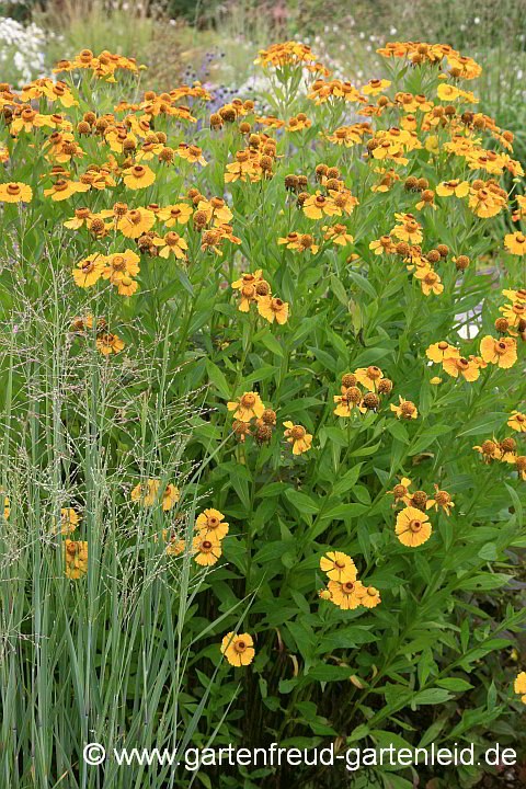 Helenium autumnale und Panicum virgatum
