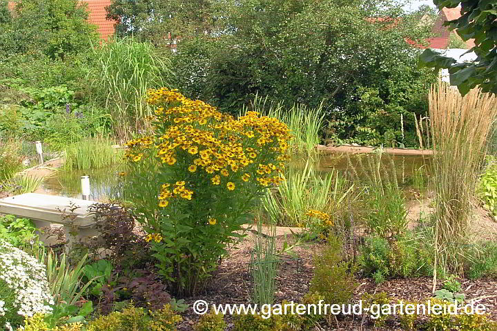 Helenium autumnale – Sonnenbraut