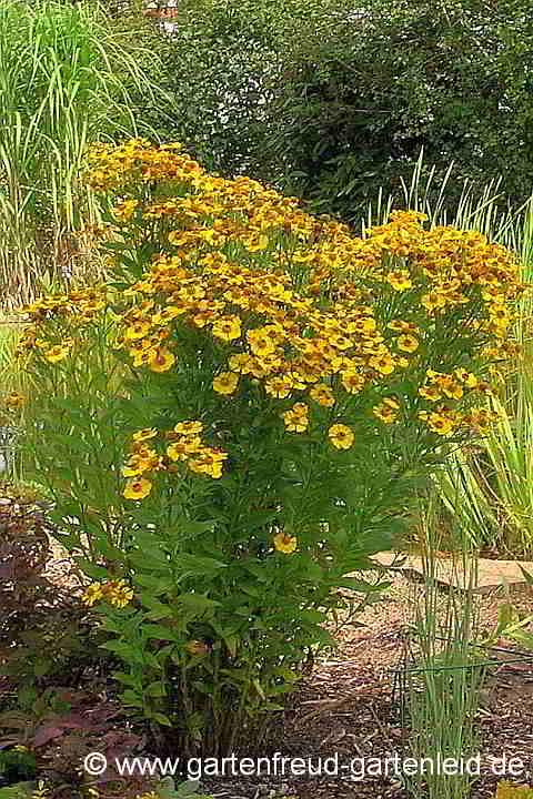 Helenium autumnale – Gewöhnliche Sonnenbraut