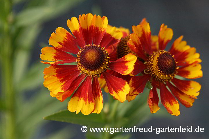 Helenium autumnale – Sonnenbraut