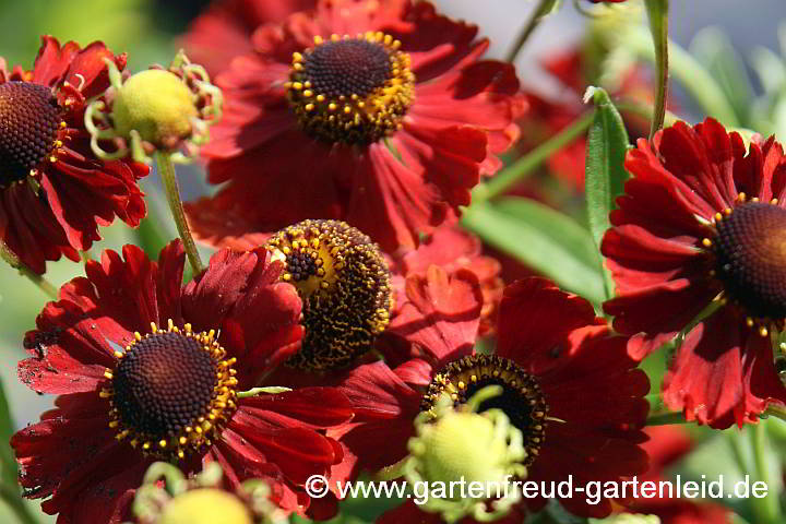 Helenium autumnale – Sonnenbraut