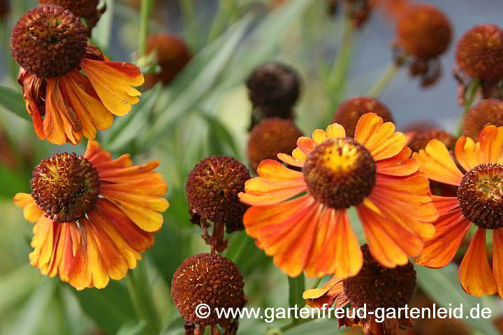 Helenium autumnale – Sonnenbraut