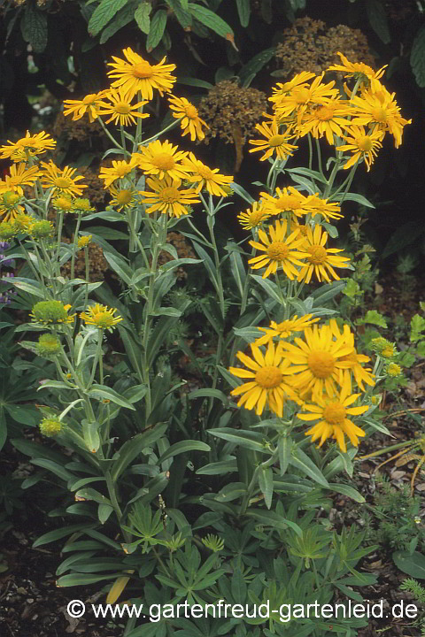 Helenium hoopesii – Hoopes Sonnenbraut