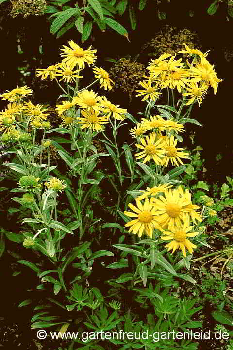 Helenium hoopesii – Hoopes Sonnenbraut