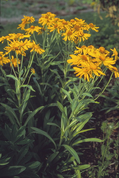 Helenium hoopesii – Glattblatt-Helenium