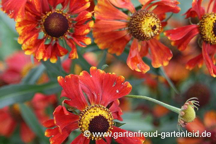 Helenium autumnale – Sonnenbraut