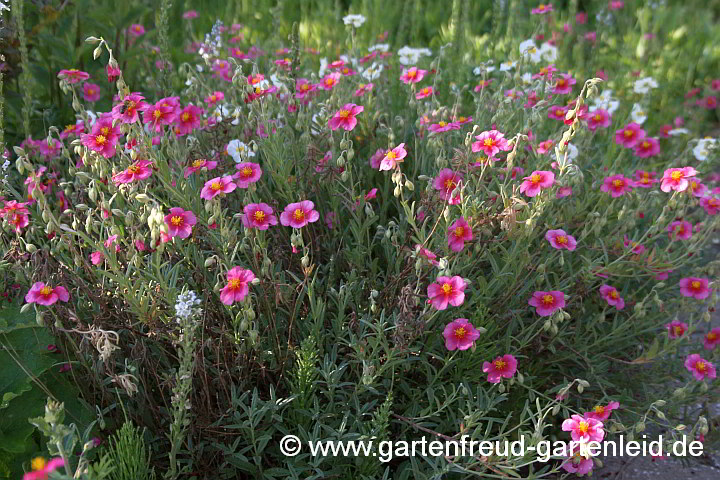 Helianthemum apenninum 'Ben Dearg' – Sonnenröschen