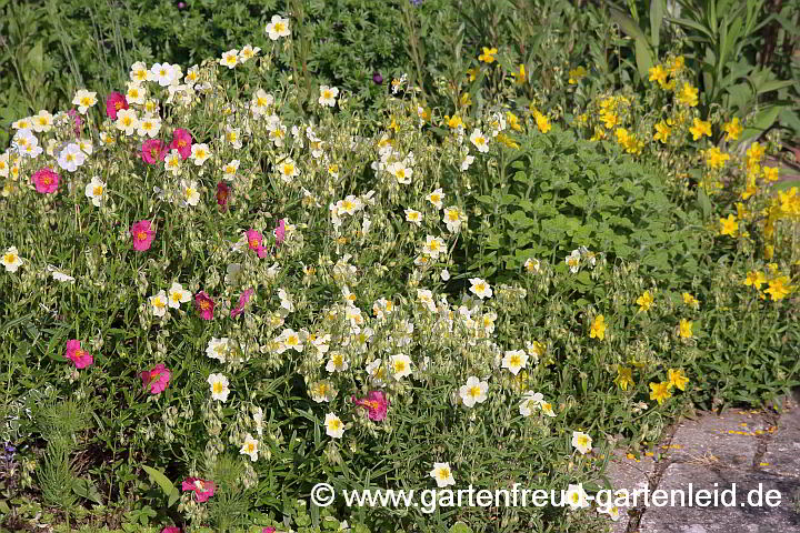 Helianthemum apenninum – Apenninen-Sonnenröschen, bunte Mischung