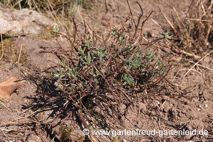 Helianthemum apenninum – Apenninen-Sonnenröschen, Schnitt