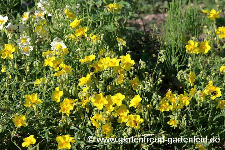 Helianthemum-Hybride 'Sterntaler' – Sonnenröschen