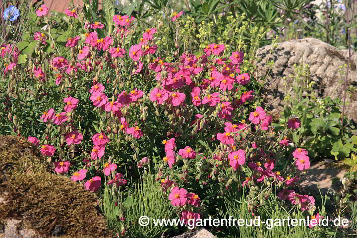 Helianthemum apenninum – Apenninen-Sonnenröschen